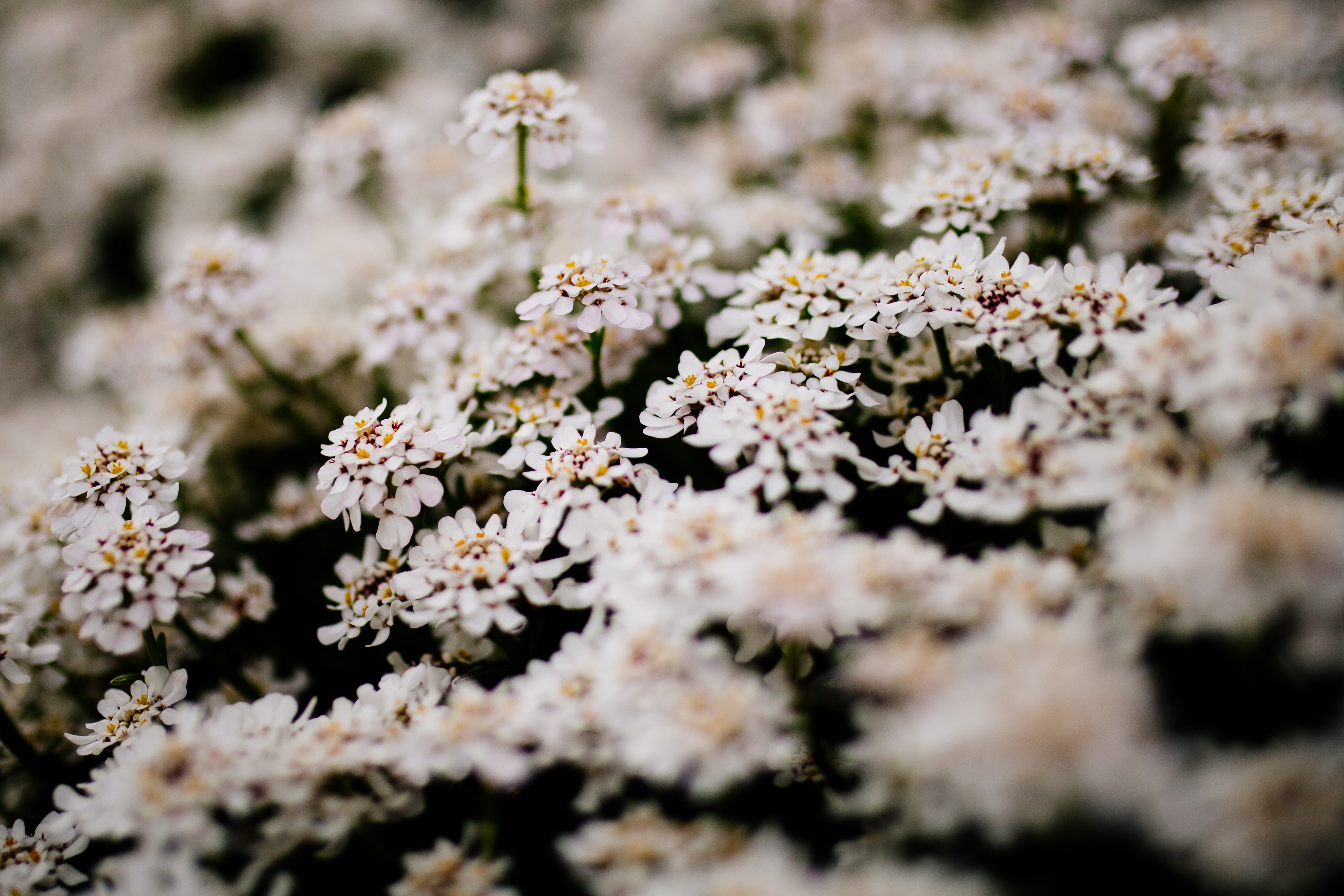 Flower Essence Tonics